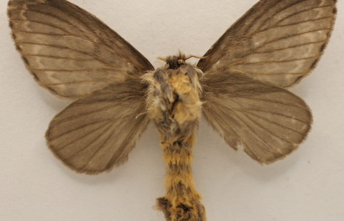 Fig. 18. Macho de <i>Tolype</i> primitivaJMR02 (Lasiocampidae), sus alas vistas ventralmente son idénticas al de las hembra. Voucher: 19-SRNP-65289-DHJ954275.jpeg