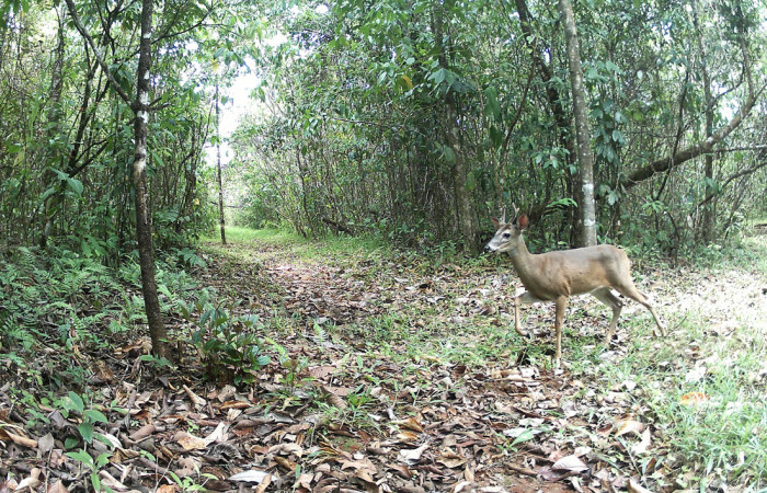 Figura. 6. Venado cola blanca <i>Odocoileus virginianus</i> (Cervidae), (macho) foto captada por cámara trampa, 24 Mayo 2023, en Estación Biológica Quica, Sector Pitilla Area de Conservación Guanacaste (ACG) (470m).