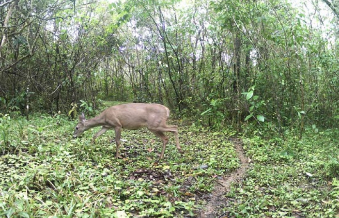 Figura. 2. Venado cola blanca [/<i>Odocoileus virginianus</i> (Cervidae), foto captada por cámara trampa, 21 Febrero 2023, en Estación Biológica Quica, Sector Pitilla Area de Conservación Guanacaste (ACG) (470m).