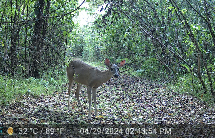 Figura. 5. Venado cola blanca <i>Odocoileus virginianus</i> (Cervidae), foto captada por cámara trampa, 29 Abril 2024, en Estación Biológica Quica, Sector Pitilla Area de Conservación Guanacaste (ACG) (470m).