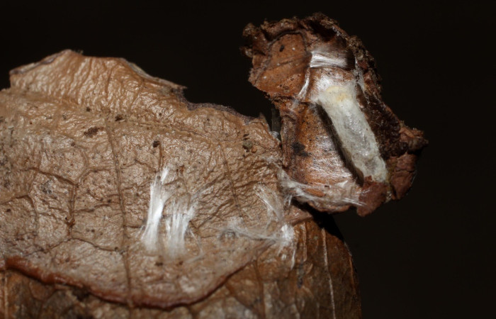 Figura 10. Capullo de parásito, <i>Hypomicrogaster</i> Janzen28 de la familia (Braconidae), puesto en la prepupa <i>Antaeotricha</i> caprimulgaEPR02. (10-SRNP-31182-DHJ498168.jpg).