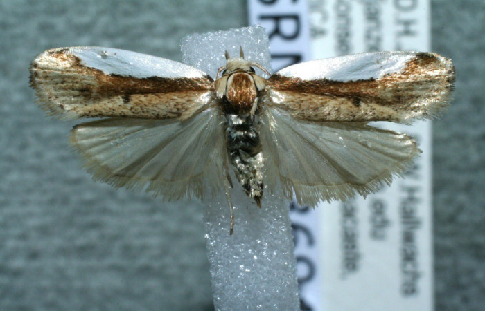 Figura 12. Adulto <i>Antaeotricha</i>  caprimulgaEPR02 (Erebidae), posición vista dorsal. (11-SRNP-33694-DHJ561793.jpg).