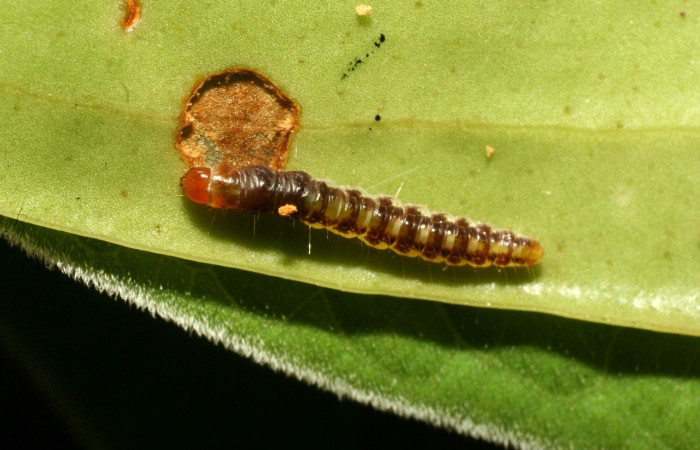 Figura 14. Dorsal entero <i>Antaeotricha</i> caprimulgaEPR02 (Depresariidae), en la planta <i>Satyria panurensis</i> (Ericaceae). Sector Pitilla. Sendero Nancite, (elevación 700 metros). Colectada 19 mayo 2009. (09-SRNP-31626-DHJ458667.jpg).