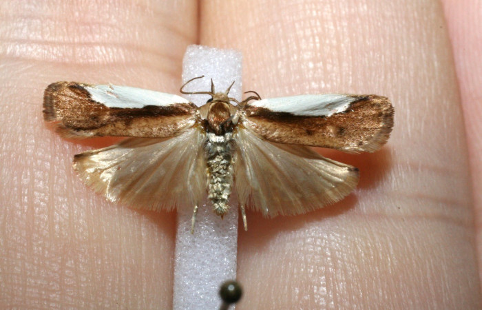 Figura 15. Adulto <i>Antaeotricha</i>  caprimulgaEPR01 (Erebidae), posición vista dorsal. (11-SRNP-35272-DHJ545107).