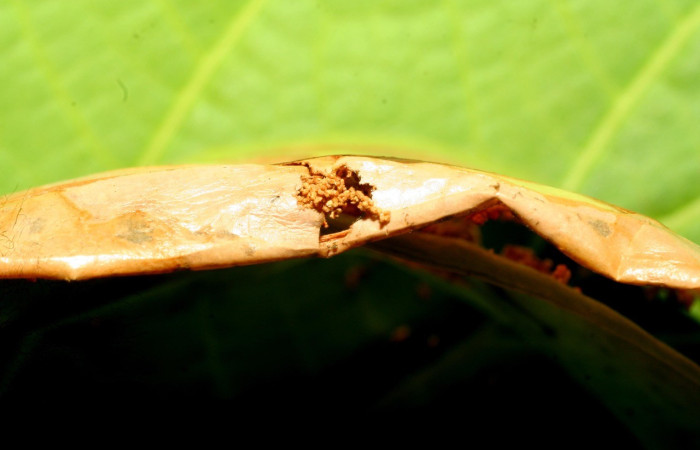 Figura 5. Casa <i>Antaeotricha</i> caprimulgaEPR02 (Depresariidae), en la planta <i>Satyria panurensis</i> (Ericaceae). Sector Pitilla. Sendero Naciente, (elevación 700 metros). Colectada 19 mayo 2009. (09-SRNP-31626-DHJ458657.jpg).