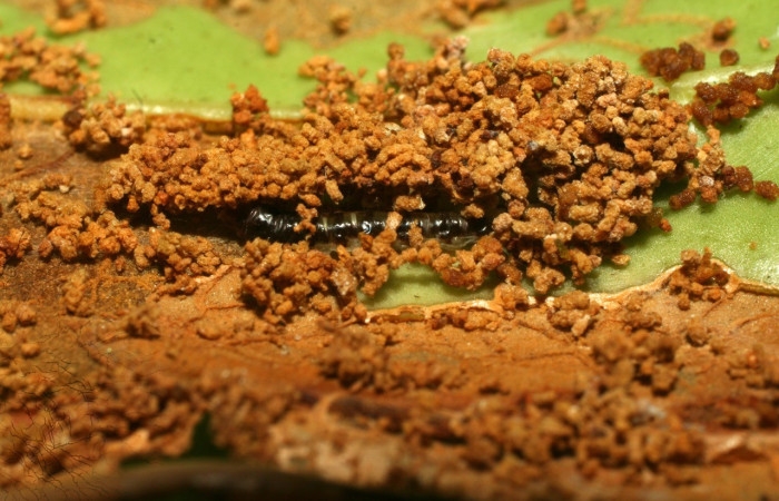 Figura 6. Casa <i>Antaeotricha</i> caprimulgaEPR02 (Depresariidae), en la planta <i>Satyria panurensis</i> (Ericaceae). Sector Pitilla. Sendero Naciente, (elevación 700 metros). Colectada 19 mayo 2009. (09-SRNP-31626-DHJ458662.jpg).