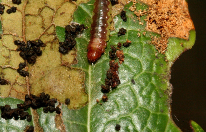 Figura 8. Cabeza <i>Antaeotricha</i> caprimulgaEPR02 (Depresariidae), en la planta <i> Vaccinium poasanum</i> (Ericaceae). Sector Rincon Rain Forest. Sendero Albergue Cracter, (elevación 980 metros). Colectada 16 junio 2010. (10-SRNP-3279-DHJ470845.jpg).