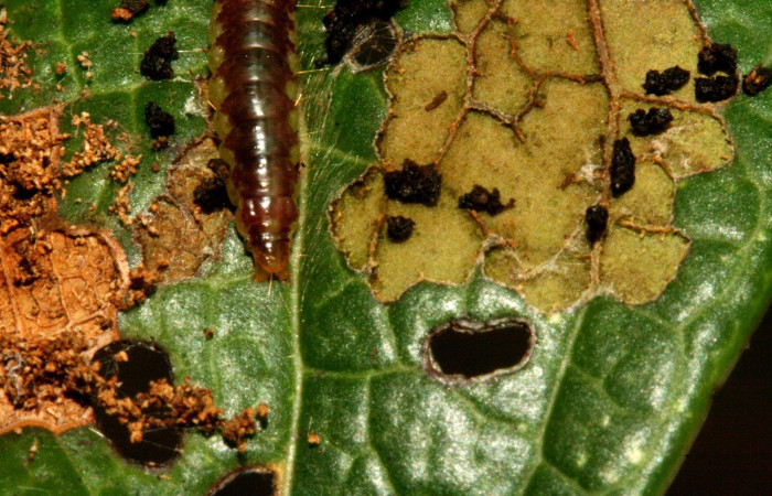 Figura 9. Parte posterior <i>Antaeotricha</i> caprimulgaEPR02 (Depresariidae), en la planta <i>Vaccinium poasanum</i> (Ericaceae). Sector Rincon Rain Forest. Sendero Albergue Cracter, (elevación 980 metros). Colectada 16 junio 2010. (10-SRNP-3279-DHJ470845.jpg).