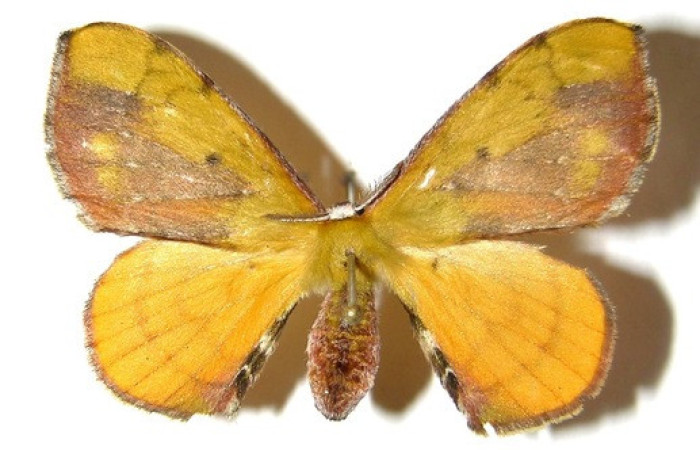 Figura 16. Adulto de <i>Anticla</i> anticaDHJ03. (Bombycidae). Vista dorsal. Voucher. 04- SRNP-4308.1-DHJ330322.