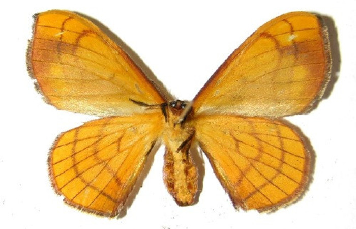 Figura 17. Adulto de <i>Anticla</i> anticaDHJ03. (Bombycidae). Vista ventral. Voucher 04-SRNP-4308.1- DHJ330323.