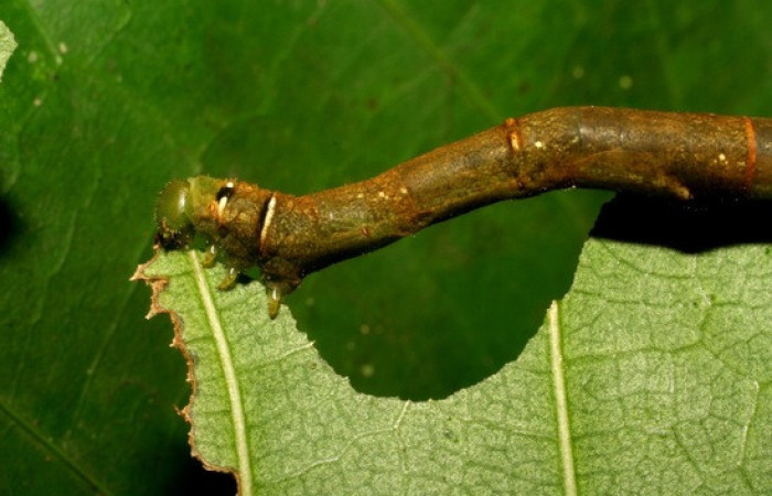 Figura 8. <i>Anticla</i> anticaDHJ03. (Bombycidae). Vista dorsal mostrando manchas blancas en la parte de cuello. Voucher 06-SRNP-33831-DHJ415584.