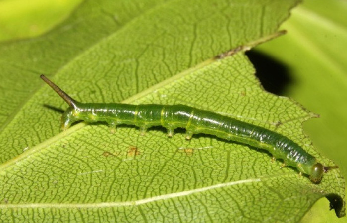 Figura 3. <i>Anticla</i> anticaDHJ03. (Bombycidae). Vista lateral. Voucher. 13-SRNP-31601-DHJ720055.