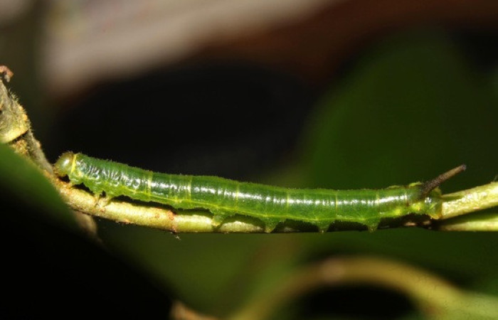 Figura 5. <i>Anticla</i> anticaDHJ03. (Bombycidae). Vista dorsal . Voucher. 13-SRNP-31601-DHJ720057.