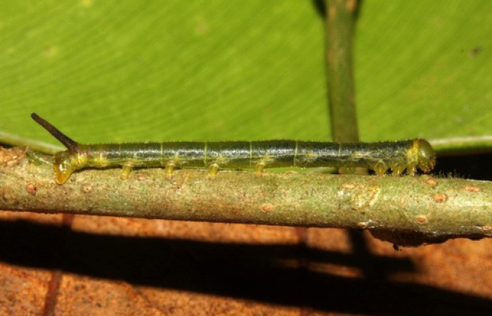 Figura 7. <i>Anticla</i> anticaDHJ03. (Bombycidae). Vista lateral. Voucher. 13-SRNP-31659-DHJ720113.
