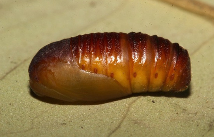 Figura 14.Pupa de <i>Anticla</i> anticaDHJ03. (Bombycidae). Vista lateral. Voucher. 18-SRNP-31684- DHJ746971.