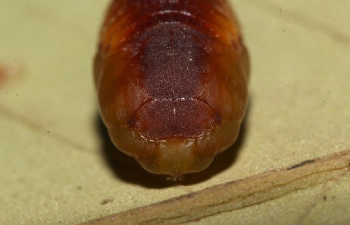 Figura 15. Pupa de <i>Anticla</i> anticaDHJ03. (Bombycidae). Voucher 18-SRNP-31684- DHJ746977.