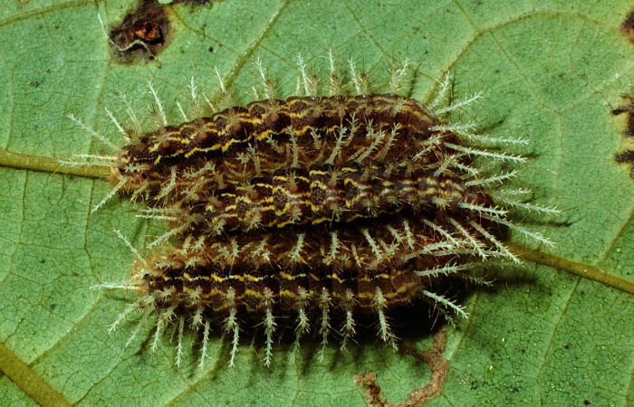 Fig. 5. Larvas <i>Hylesia invidiosa</i>, dorsal entero, 33 mm largo, San Cristóbal, último estadio. Voucher 01-SRNP-22339-DHJ62452.jpg.