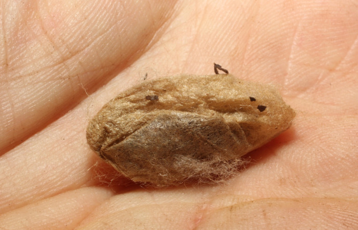 Fig. 11. <i>Hylesia invidiosa</i>, pupa parasitada, adentro pupario de la familia Tachinidae, sitio Santa Rosa. Voucher 12-SRNP-65619-DHJ804492.jpg