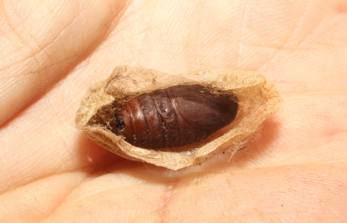 Fig. 12.. Pupa <i>Hylesia invidiosa</i>, parasitada por Carcelia Wood12DHJ05, mosca de la familiaTachinidae. Santa Rosa. Voucher 12-SRNP-65619-DHJ804493.jpg