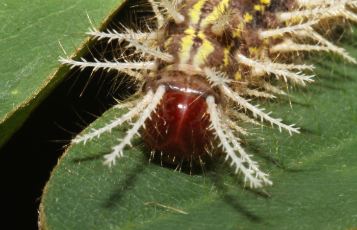 Fig 10. Larva <i>Hylesia invidiosa</i>, mostrando cabeza, 25 mm largo, Estación Biológica Caribe, en penúltimo estadio.  Voucher 13-SRNP-42309-DHJ707870.JPG