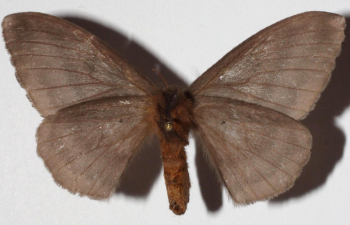 Fig 4. Adulto <i>Hylesia invidiosa</i>, familia Saturniidae, en alas abiertas mide 50 mm. Vista ventral, (hembra). Voucher 16-SRNP-65341-DHJ922585.