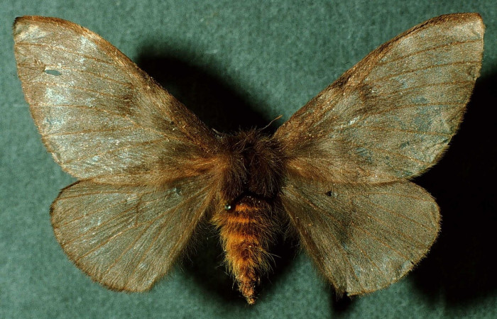 Fig 1. Adulto <i>Hylesia invidiosa</i>, familia Saturniidae. Vista dorsal, (hembra)  Voucher INBioCRI002223560