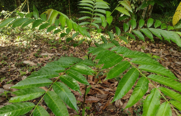 Fig 7. Cedrela odorata,planta hospedera de larva. <i>Hylesia invidiosa</i>: (Saturniidae) Estación Llanura, foto tomada 05/ 17/ 2025. Cirilo Umaña  D.  