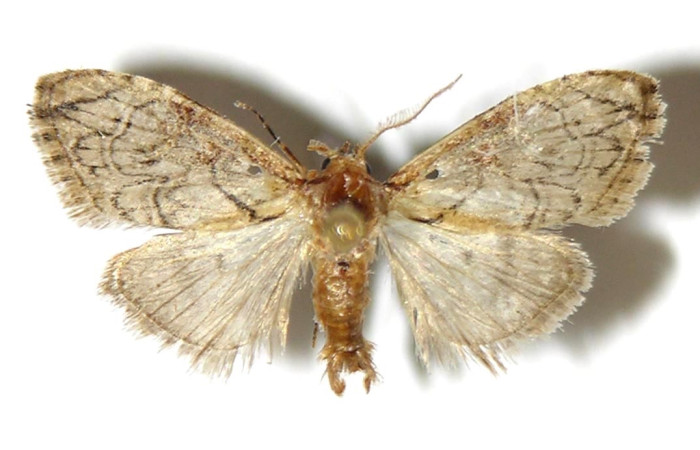 Fig. 10 Adulto <i>Callinola bifiliferata</i> (Nolidae), vista dorsal, mide 21mm. Estacion, Sector Cacao, 675m. 02-SRNP-8207-DHJ321748