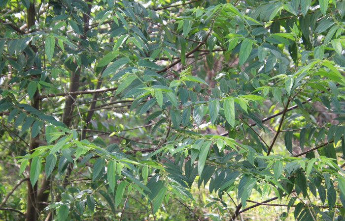 Fig. 12 Planta Trema micrantha (Cannabaceae) hospedera de Callinola bifiliferata (Nolidae), Rio Mena, Sector Del Oro. Fot.R. Moraga.