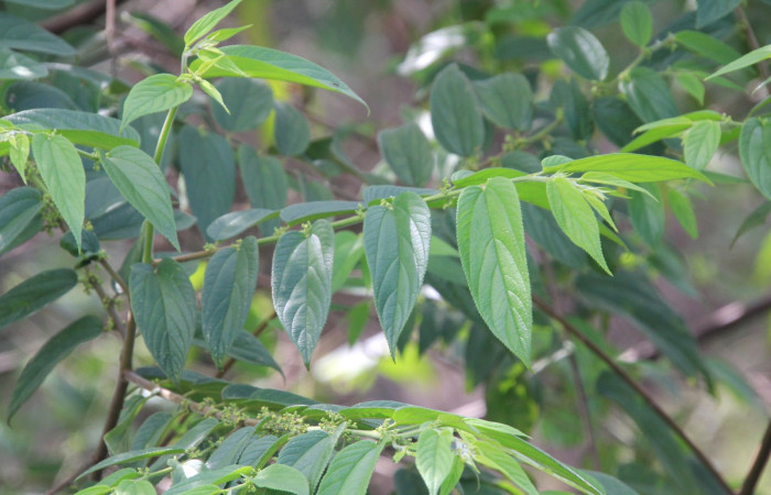 Fig. 13 Planta Trema micrantha (Cannabaceae) hospedera de Callinola bifiliferata (Nolidae), Rio Mena, Sector Del Oro. Fot.R. Moraga.