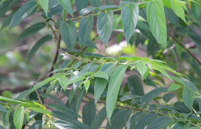 Fig. 14 Planta Trema micrantha (Cannabaceae) hospedera de Callinola bifiliferata (Nolidae), Rio Mena, Sector Del Oro. Fot.R. Moraga.