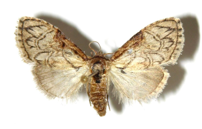 Fig. 1 Adulto <i>Callinola bifiliferata</i> (Nolidae), vista dorsal mide 21mm. Estación, Sector Cacao, 675m. 00-SRNP-10307-DHJ321750.