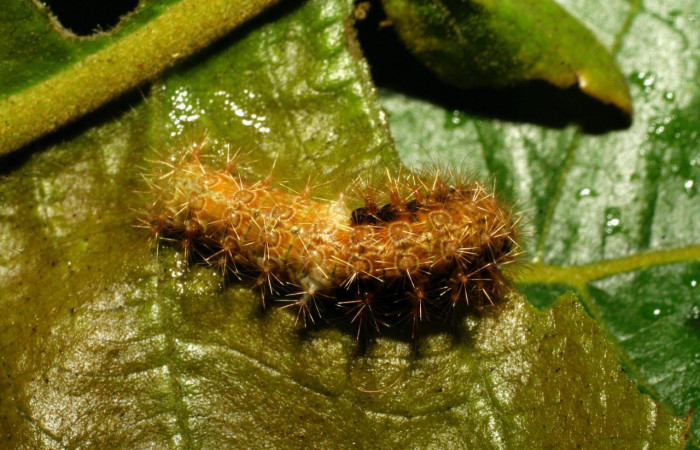 Fig. 4 Larva <i>Callinola bifiliferata</i> (Nolidae), vista dorsal mide 15mm. Pasmompa, Sector Pitilla, 675m 08-SRNP-30123-DHJ435740.jpg