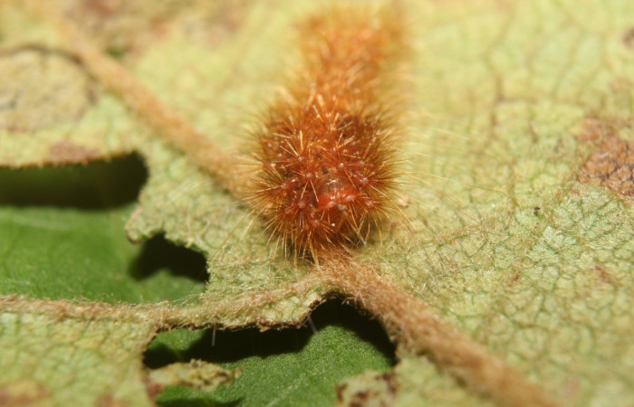 Fig. 5 Larva <i>Callinola bifiliferata</i> (Nolidae), vista dorsal mide 9mm. Coneja, Sector Pitilla, 675m. 18-SRNP-71385-DHJ742731.jpg