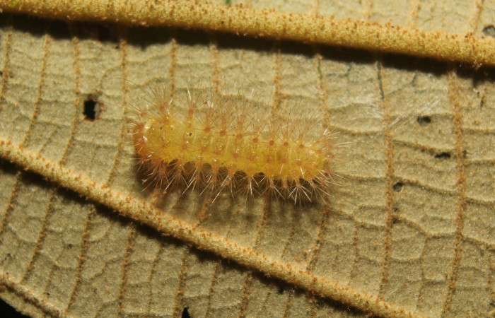 Fig. 7 Larva <i>Callinola leudostola</i> (Nolidae), vista dorsal mide 6mm. Quebradona, Sector Pitilla, 475m. 18-SRNP-71399-DHJ742755.jpg