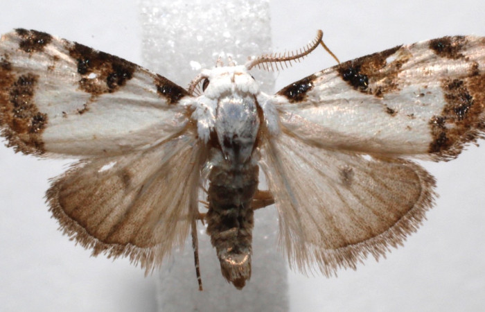 Fig. 9 Larva <i>Callinola leudostola</i> (Nolidae), vista dorsal,mide 12mm. Sendero Venado, Sector Rincon Rain Forest, 420m. 20-SRNP-100021-DHJ715114.jpg