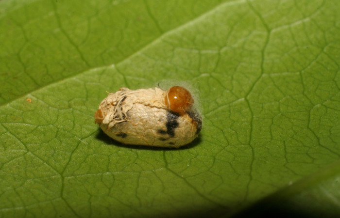  Parásito <i>Microcharops</i> tibialisDHJ06, parásito de la familia Ichneumonidae en <i>Heterochroma</i> Poole03 (Noctuidae). Sector Mundo Nuevo, Sendero Melon. Voucher 07-SRNP-57286-DHJ423118.jpg.