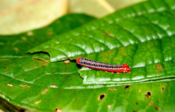  Larva en posición lateral de <i>Heterochroma</i> Poole03 (Noctuidae), PU estadio. Sector San Cristóbal,Rió Blanco Abajo. Voucher 06-SRNP-856-DHJ424582.jpg.