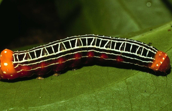  Larva en posición lateral de <i>Heterochroma sarepta</i> (Noctuidae), PU estadio. Sector Cacao,Sendero Toma Agua. Voucher 98-SRNP-3335-DHJ44876.jpg.