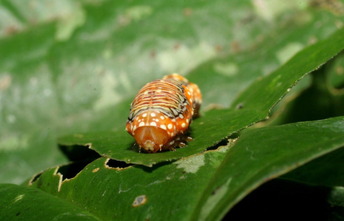  Cabeza en posición frontal de <i>Heterochroma</i> apoole03 (Noctuidae), U estadio. Sector Mundo Nuevo, Quebrada Tibio Perla. Voucher 06-SRNP-58309-DHJ417963.jpg.
