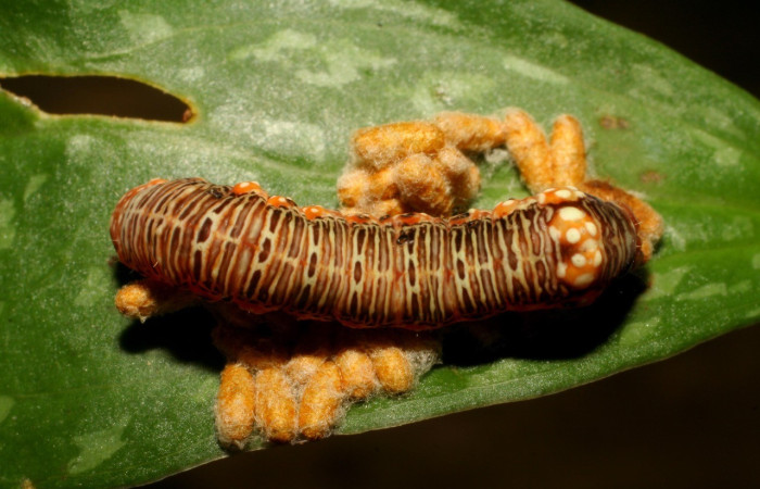  Capullos de parásito <i>Glyptapanteles henrytownesi</i>, parásito de la familia Braconidae en <i>Heterochroma</i> Poole03 (Noctuidae). Sector Mundo Nuevo, Sendero Melon. Voucher 07-SRNP-57289-DHJ423122.jpg.