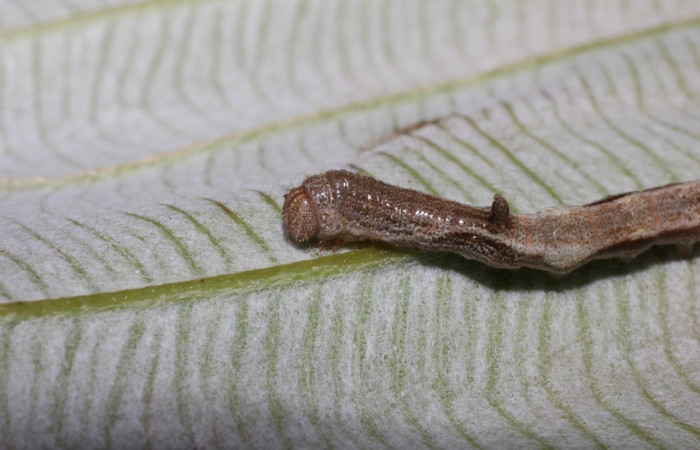 Fig. 4. Vista lateral del tórax de <i>Epia</i> casnoniaDHJ02 (Bombycidae), posee escólex dorsal, tubérculo dorsal, es un término general para una protuberancia o bulto en la parte dorsal de la larva. A veces sirve para camuflaje, disuasión de depredadores o equilibrio. Voucher: 17-SRNP-725-DHJ704344.jpg.       