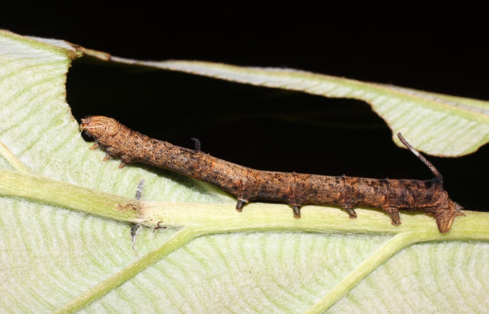 Fig. 8. Vista lateral de <i>Epia</i> casnoniaDHJ02 (Bombycidae), en PU, alimentándose de la planta hospedera <i>Coussapoa nymphaeifolia</i> (Urticaceae). Voucher: 17-SRNP-725-DHJ704354.jpg       