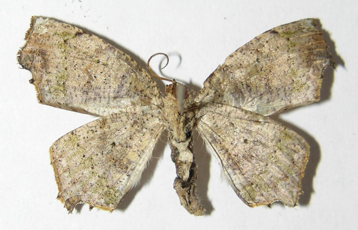 Figura 16. Adulto macho de <i>Phyllodonta</i> indeterminataDHJ03 (Geometridae), vista ventral. Voucher 05-SRNP-3067-DHJ324535.jpg.