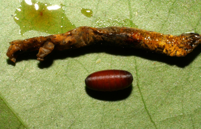 Figura 12. Parásito de <i>Phyllodonta</i> indeterminataDHJ03 (Geometridae). Estación Pitilla, de la familia (Tachinidae) <i>Micronychiops</i> Janzen47 sin eclosionar. Voucher 08-SRNP-31374-DHJ440347.jpg.