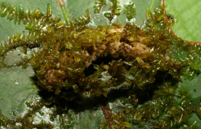 Figura 9. Prepupa de <i>Phyllodonta</i> indeterminataDHJ03 (Geometridae). Estación Pitilla. Voucher 08-SRNP-31378-DHJ440365.jpg.