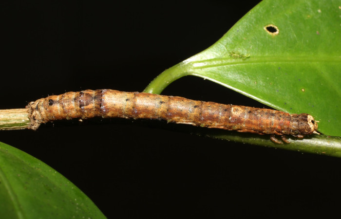 Figura 4. <i>Phyllodonta</i> indeterminataDHJ03 (Geometridae), en penúltimo estadio, posición dorsal, Sector San Cristóbal. Voucher 17-SRNP-1144-DHJ704509.jpg.