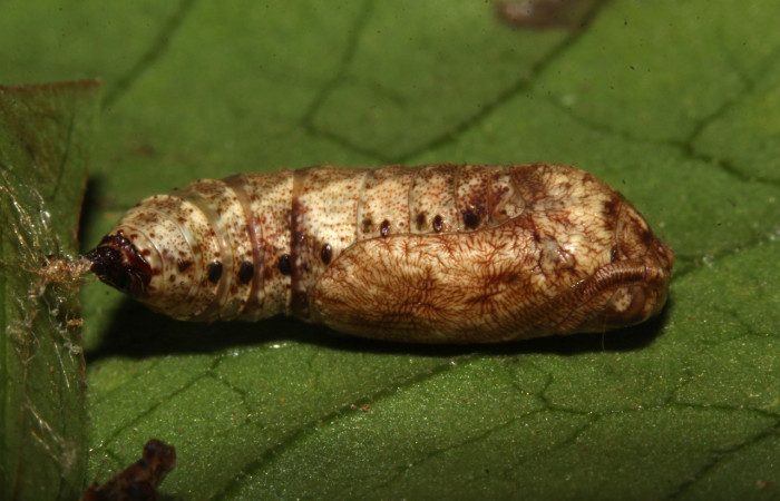 Figura 10. Pupa de <i>Phyllodonta</i> indeterminataDHJ03 (Geometridae). Estación Pitilla. Voucher 18-SRNP-31164-DHJ745349.jpg.