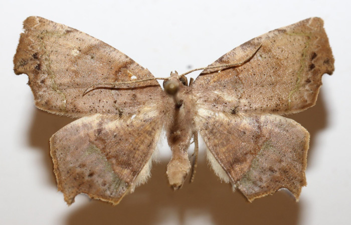 Figura 1. Adulto vista dorsal de  <i>Phyllodonta</i> indeterminataDHJ03 (Geometridae). Voucher 19-SRNP-30529-DHJ946406.jpg.