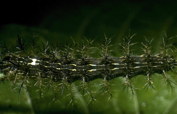 Fig.10 Larva <i>Lonomia columbiana</i>, (Saturniidae), se alimenta  <i>Protium stevensonii</i>, (Burseraceae), mostrando la parte dorsal entero. Voucher: 04-SRNP-23491-DHJ86499.jpg.